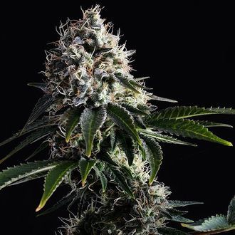 Swiss Dream CBD (Kannabia) Feminiserede