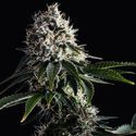Swiss Dream CBD (Kannabia) Feminiserede