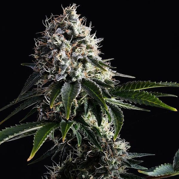Swiss Dream CBD (Kannabia) Feminiserede