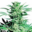 Shiva Skunk (Sensi Seeds) Feminiserede