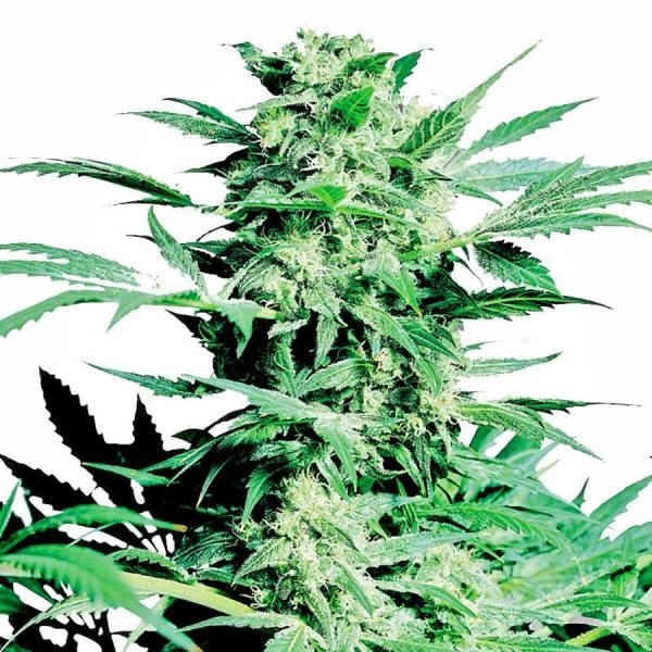 Shiva Skunk (Sensi Seeds) Feminiserede
