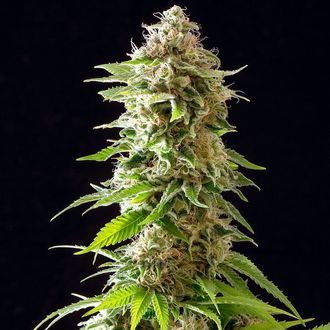 Cookies Haze (Kannabia) Feminiserede