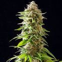 Cookies Haze (Kannabia) Feminiserede