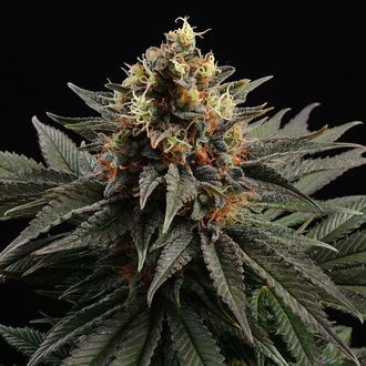 Sativa Dream (Kannabia) Feminiserede