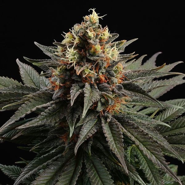 Sativa Dream (Kannabia) Feminiserede