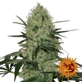 Tangerine Dream Auto (Barney's Farm) feminiserede