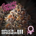Bruce Banner III (Growers Choice) Feminiserede