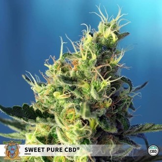 Sweet Pure CBD (Sweet Seeds) Feminisede