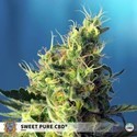 Sweet Pure CBD (Sweet Seeds) Feminisede