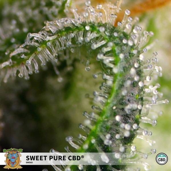 Sweet Pure CBD (Sweet Seeds) Feminisede