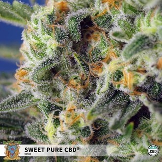 Sweet Pure CBD (Sweet Seeds) Feminisede