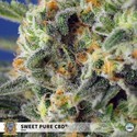 Sweet Pure CBD (Sweet Seeds) Feminisede