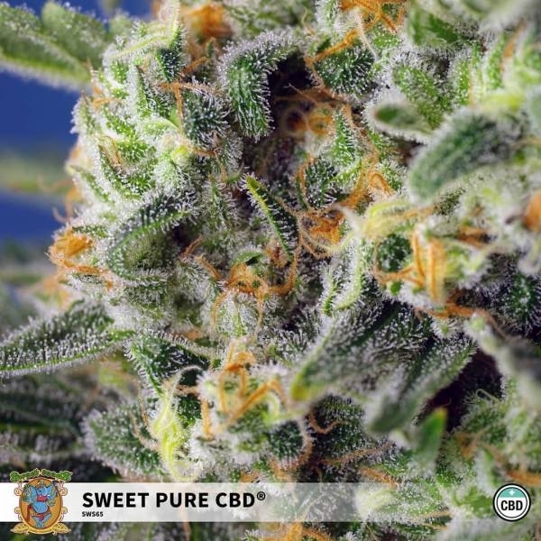 Sweet Pure CBD (Sweet Seeds) Feminisede