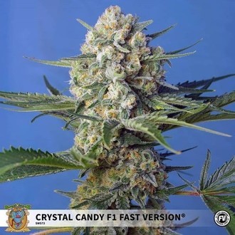Crystal Candy F1 Fast Version (Sweet Seeds) Feminiserede