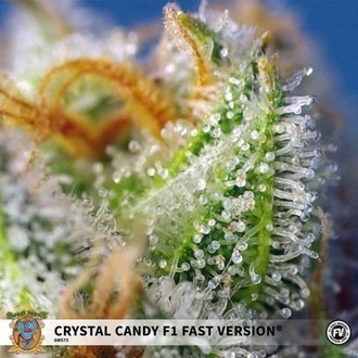 Crystal Candy F1 Fast Version (Sweet Seeds) Feminiserede