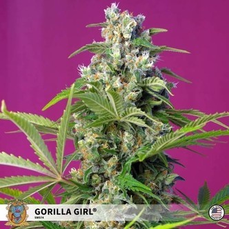 Gorilla Girl (Sweet Seeds) feminiserede cannabisfr&oslash;