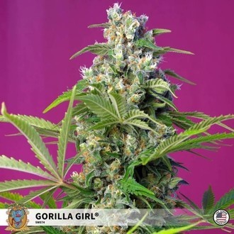 Gorilla Girl (Sweet Seeds) Feminiserede
