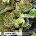Gorilla Girl (Sweet Seeds) Feminiserede