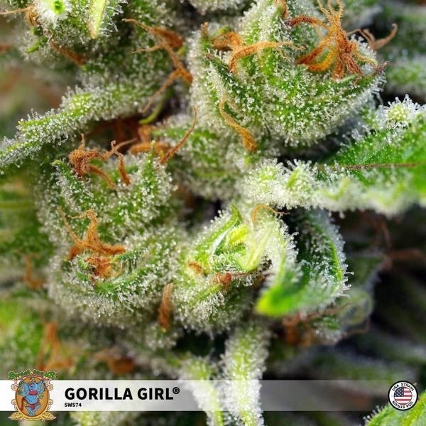 Gorilla Girl (Sweet Seeds) Feminiserede