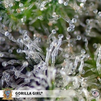 Gorilla Girl (Sweet Seeds) Feminiserede