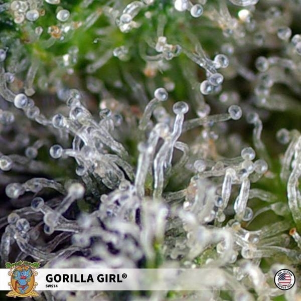 Gorilla Girl (Sweet Seeds) Feminiserede