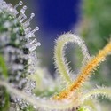 Honey Peach Auto CBD (Sweet Seeds) Feminiserede