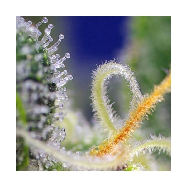 Honey Peach Auto CBD (Sweet Seeds) Feminiserede