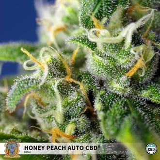 Honey Peach Auto CBD (Sweet Seeds) Feminiserede