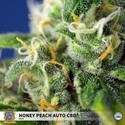 Honey Peach Auto CBD (Sweet Seeds) Feminiserede