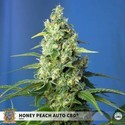 Honey Peach Auto CBD (Sweet Seeds) Feminiserede