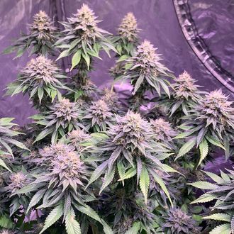 Super Silver Haze (Amsterdam Genetics) Feminisede cannabisfrø