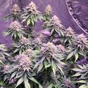Super Silver Haze (Amsterdam Genetics) Feminisede cannabisfrø