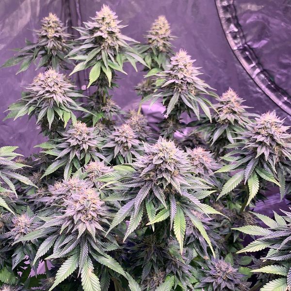 Super Silver Haze (Amsterdam Genetics) Feminisede cannabisfrø