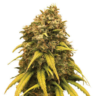 Super Silver Haze (Amsterdam Genetics) feminiserede cannabisfr&oslash;
