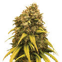 Super Silver Haze (Amsterdam Genetics) Feminisede cannabisfrø
