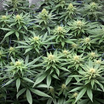 Amazing Haze (Amsterdam Genetics) feminiseret