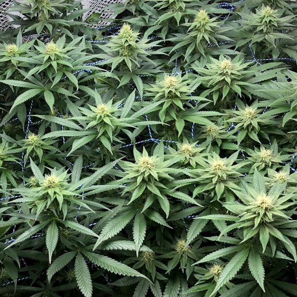 Amazing Haze (Amsterdam Genetics) Feminiserede