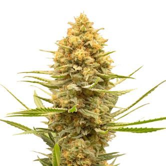 Lemon Ice (Amsterdam Genetics) Feminiserede cannabisfr&oslash;