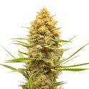 Lemon Ice (Amsterdam Genetics) Feminiserede