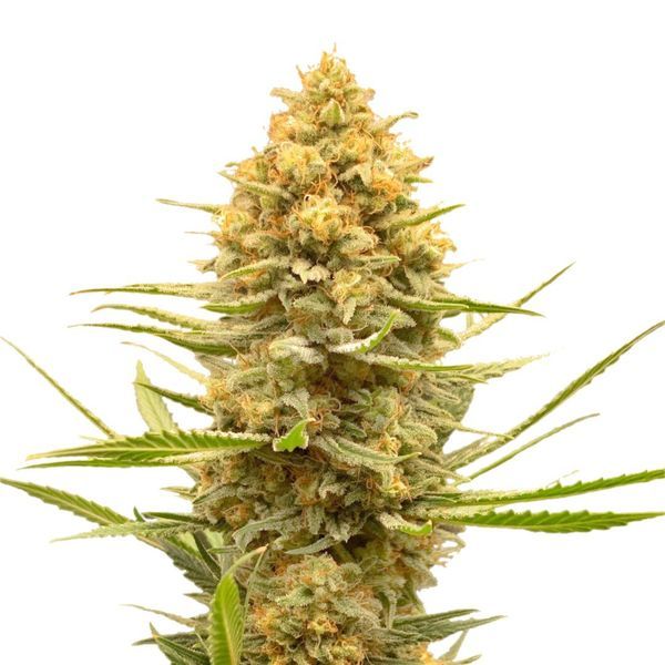 Lemon Ice (Amsterdam Genetics) Feminiserede
