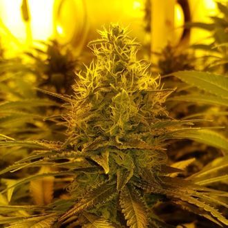 Amnesia Haze (Amsterdam Genetics) Feminiserede