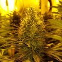 Amnesia Haze (Amsterdam Genetics) Feminiserede
