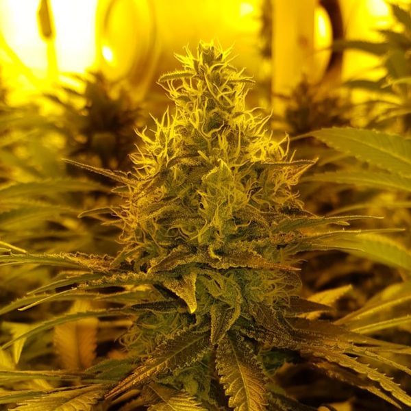 Amnesia Haze (Amsterdam Genetics) Feminiserede