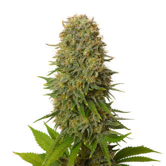 Amnesia Haze (Amsterdam Genetics) feminiserede cannabisfr&oslash;