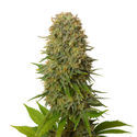 Amnesia Haze (Amsterdam Genetics) Feminiserede