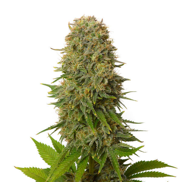 Amnesia Haze (Amsterdam Genetics) Feminiserede