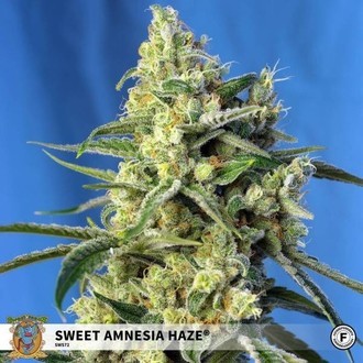 Sweet Amnesia Haze (Sweet Seeds) Feminiserede
