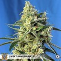 Sweet Amnesia Haze (Sweet Seeds) Feminiserede