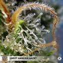 Sweet Amnesia Haze (Sweet Seeds) Feminiserede