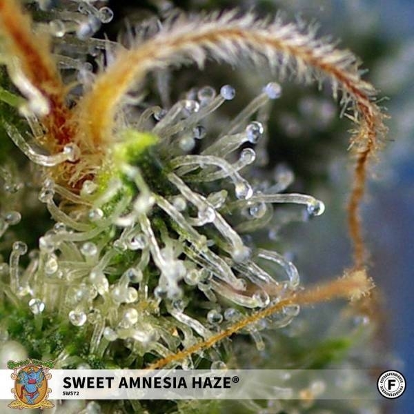 Sweet Amnesia Haze (Sweet Seeds) Feminiserede